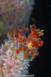 Cryptic teardrop crab on iridescent vase sponge by Arun Madisetti 
